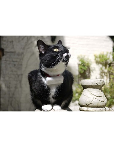 Katės GPS sekiklis Weenect Cats2