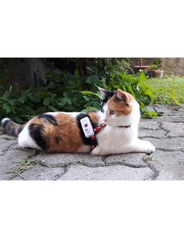 Katės GPS sekiklis Weenect Cats2
