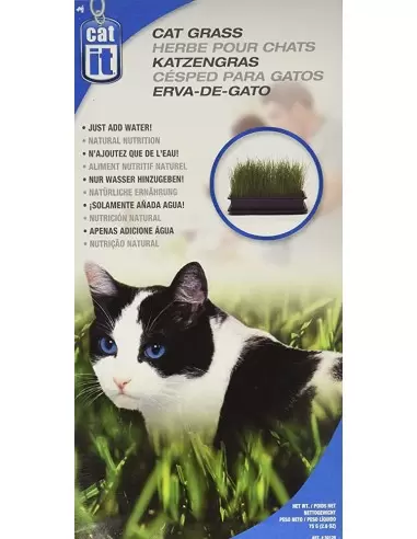 Kačių žolė