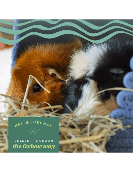 OXBOW Liucernos šienas graužikams