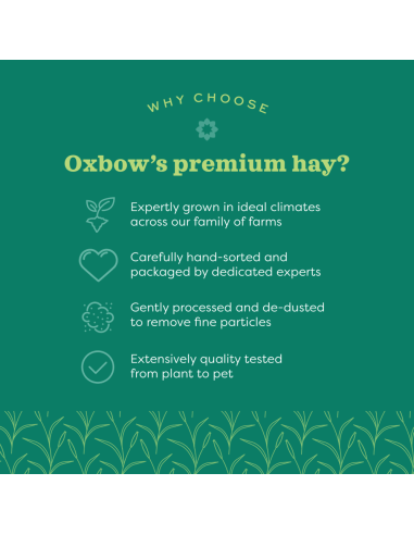 OXBOW Liucernos šienas graužikams