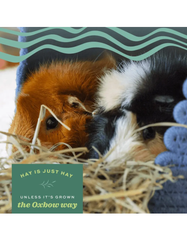 OXBOW Vakarų Motiejuko šienas graužikams