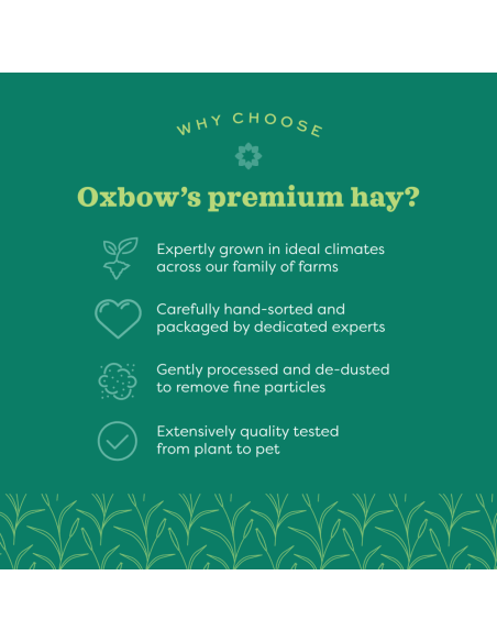 OXBOW Avižų šienas graužikams, 425g