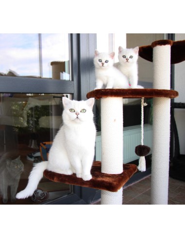 "Superkatės treniruoklis"