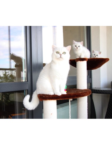 "Superkatės treniruoklis"