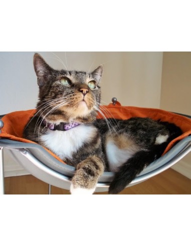 Modernus prabangus guolis katėms ir mažiems šuniukams