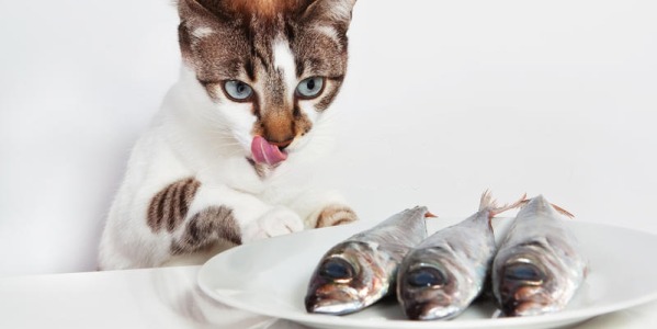 Kaip išsirinkti maistą katei ?