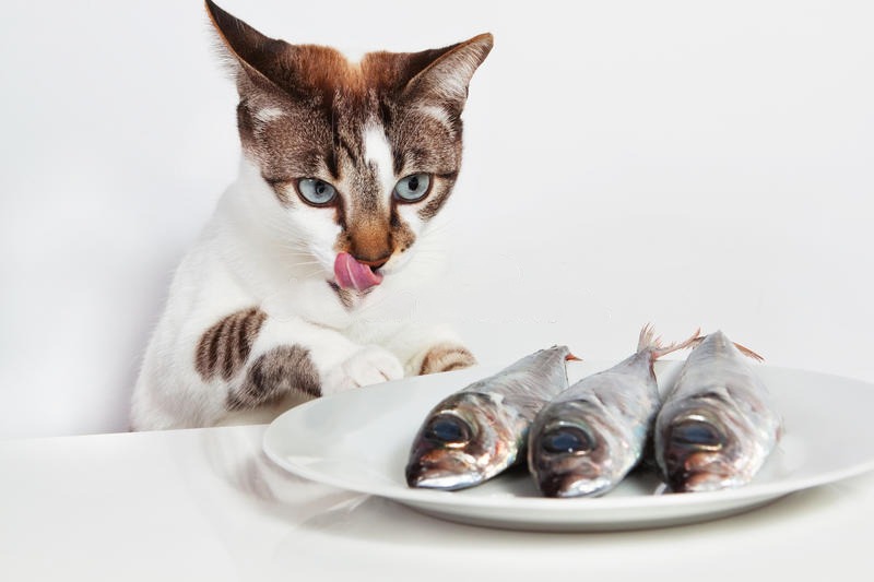 Kaip išsirinkti maistą katei ?